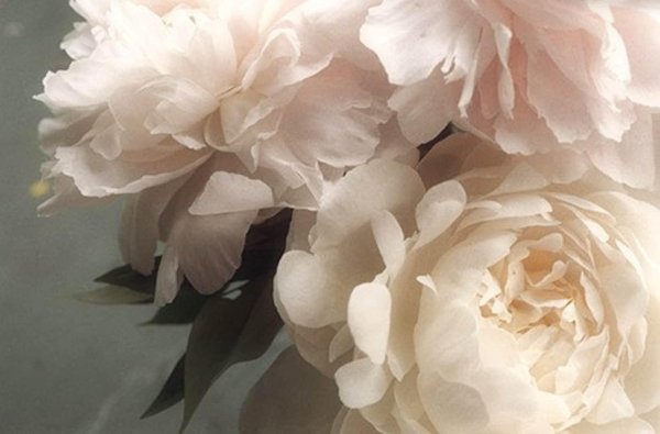 Белые пионы