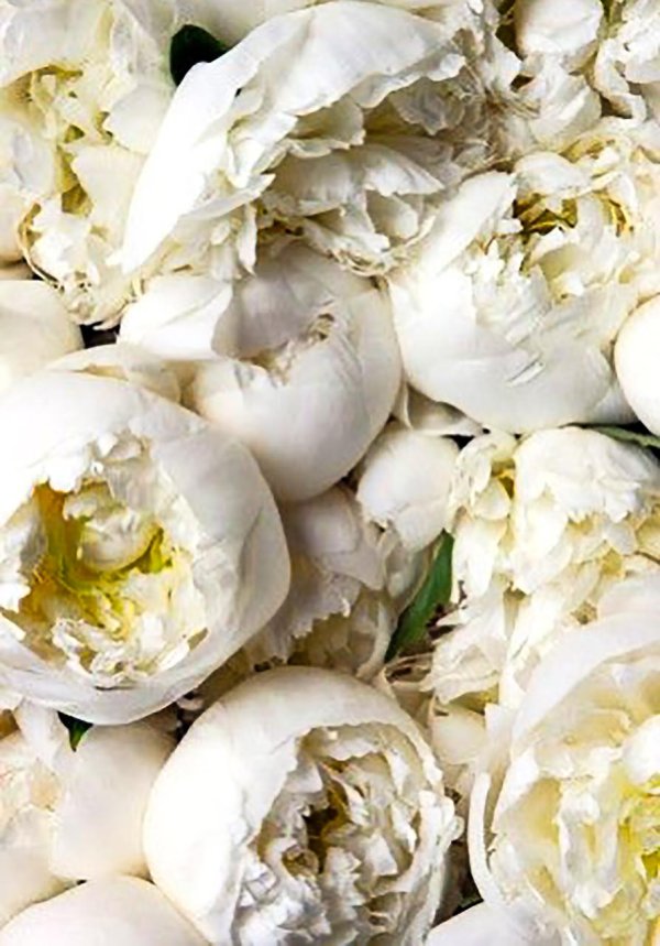 Белые пионы