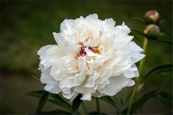 Белые пионы