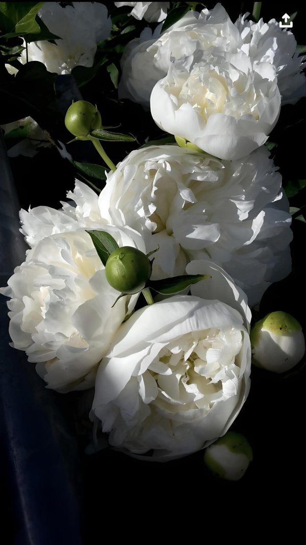Белые пионы