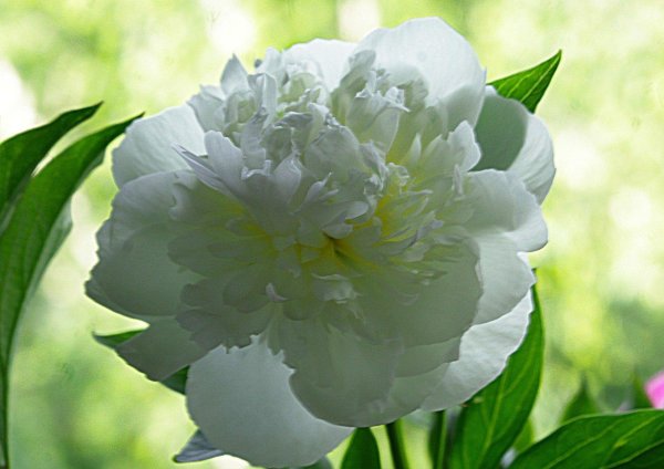 Белые пионы