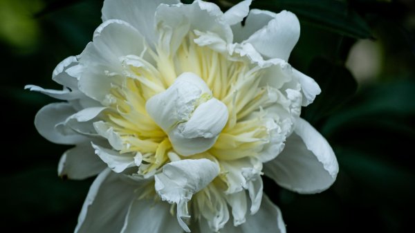 Белые пионы