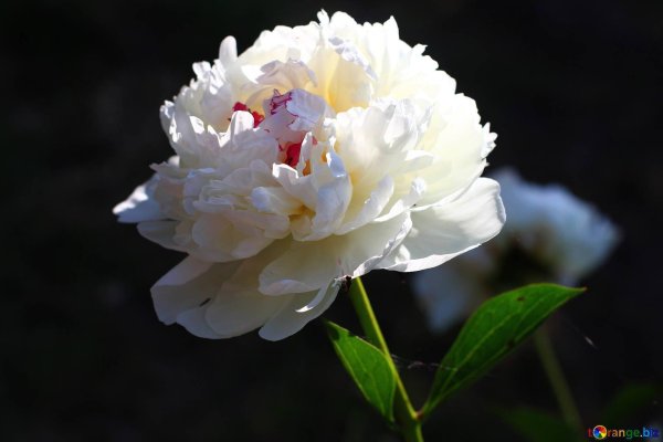 Белые пионы