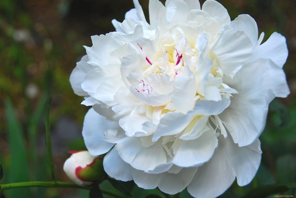 Белые пионы
