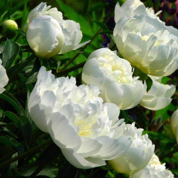 Белые пионы