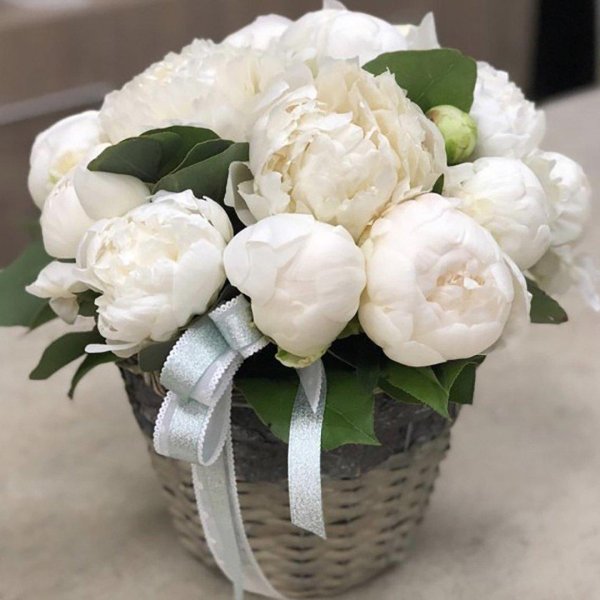 Белые пионы