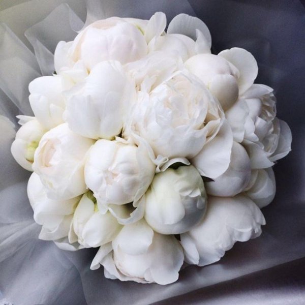 Белые пионы