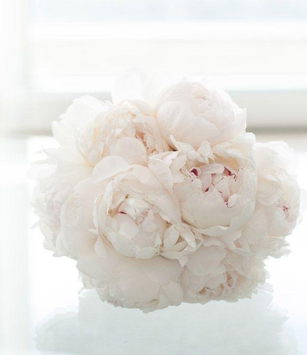 Белые пионы