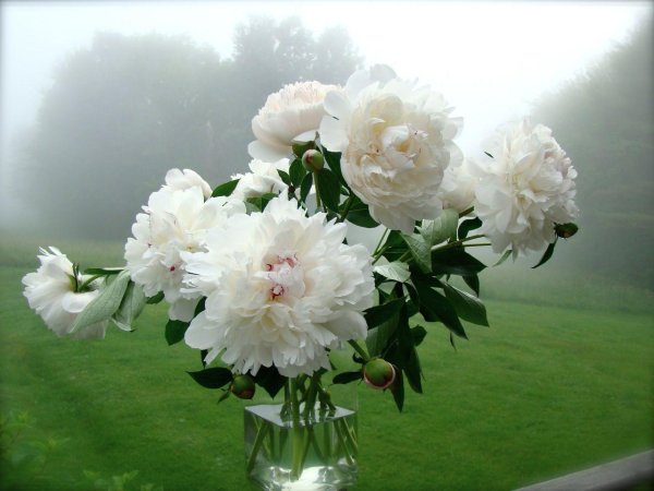 Белые пионы