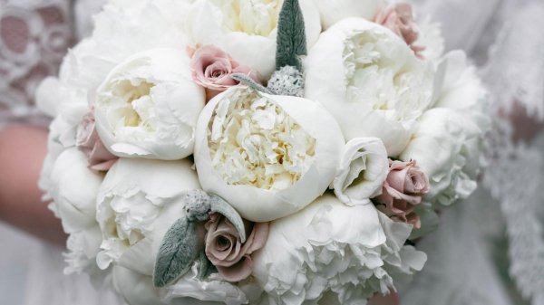 Белые пионы