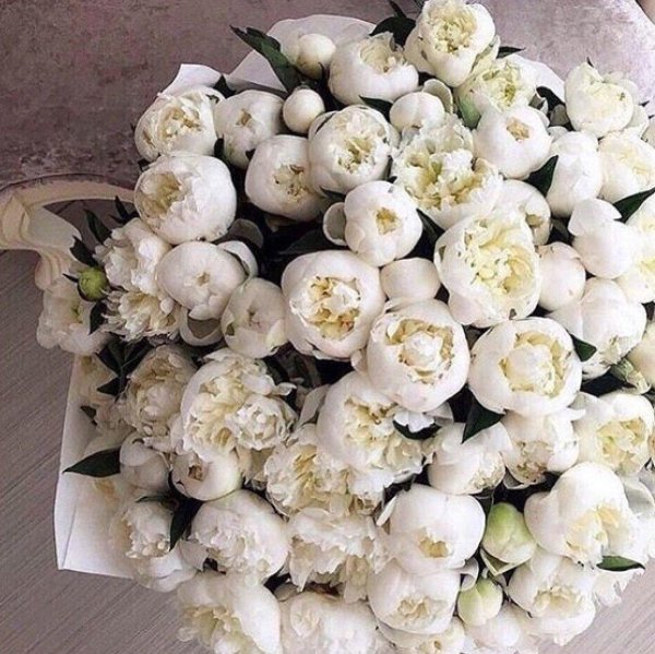 Белые пионы