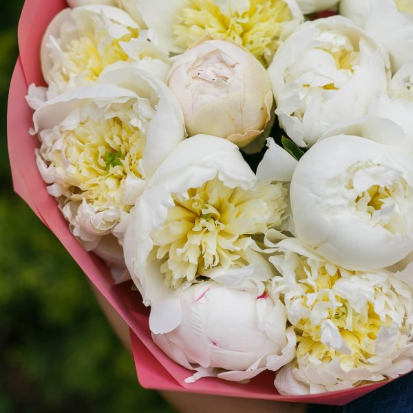 Белые пионы