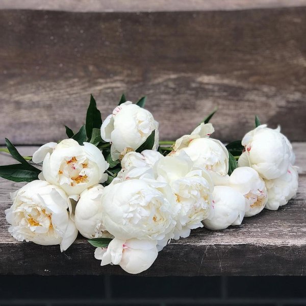 Белые пионы