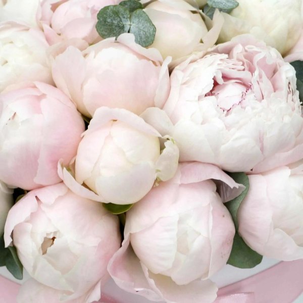 Белые пионы