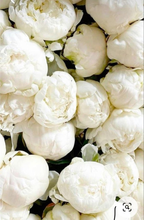 Белые пионы