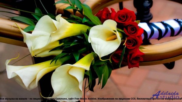 калла цветок