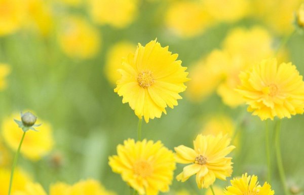 Желтого цвета