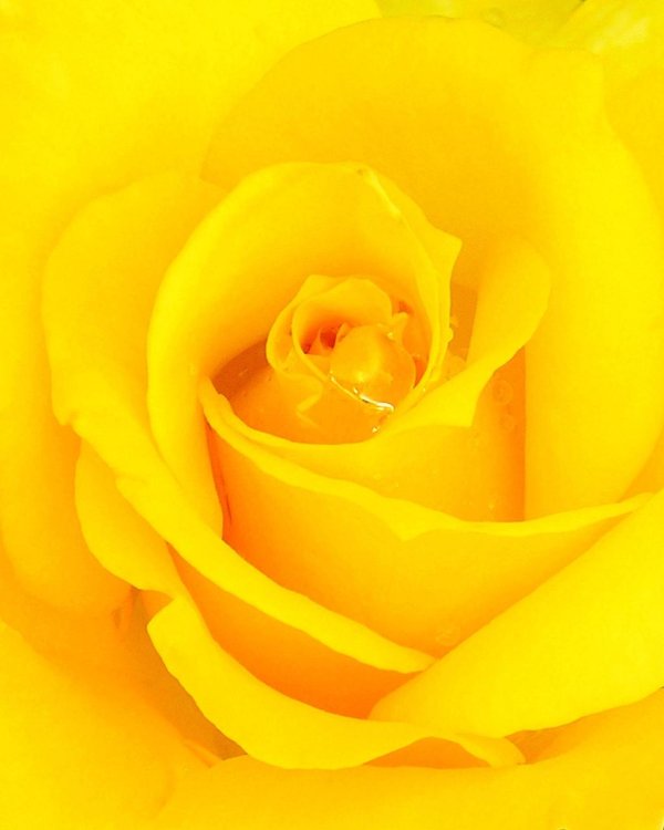 Желтого цвета