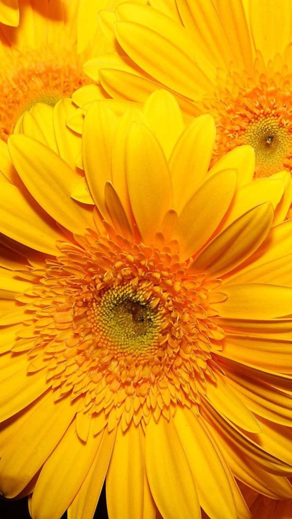 Желтого цвета