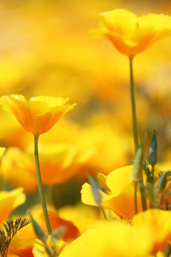 Желтого цвета