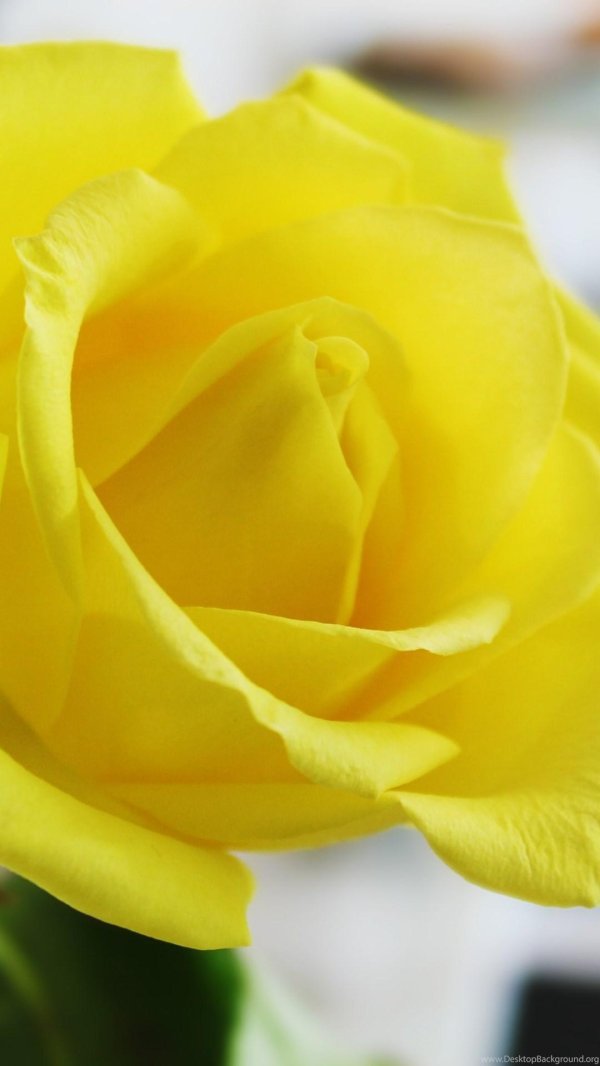 Желтого цвета