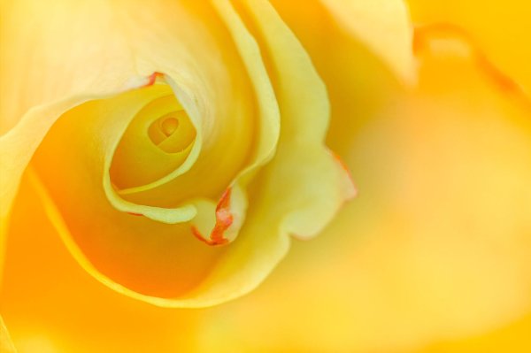 Желтого цвета