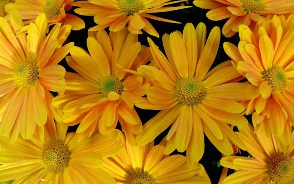 Желтого цвета