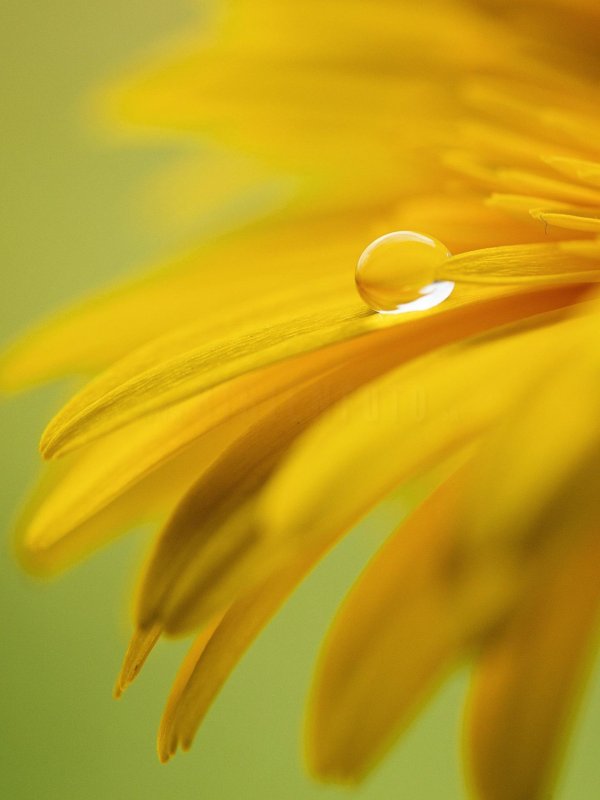 Желтого цвета