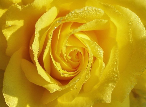 Желтого цвета