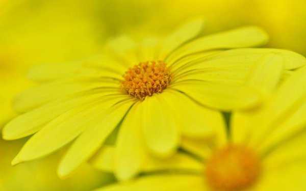 Желтого цвета