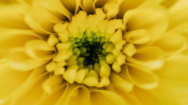 Желтого цвета