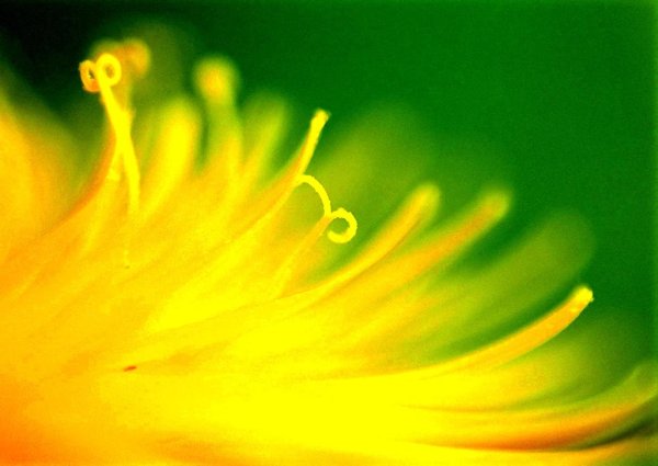 Желтого цвета