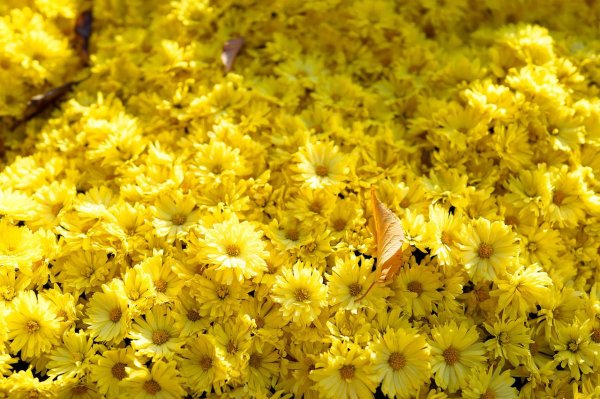 Желтого цвета