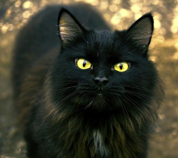 Черная кошка