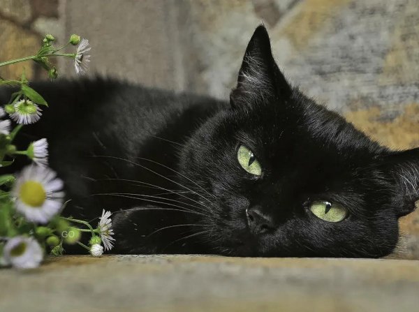 Черная кошка