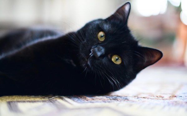 Черная кошка