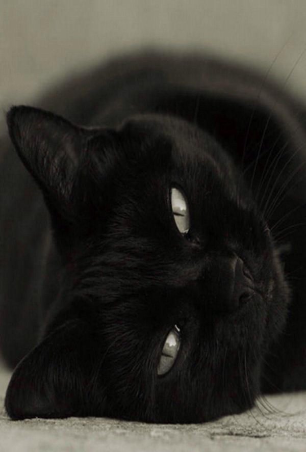 Черная кошка