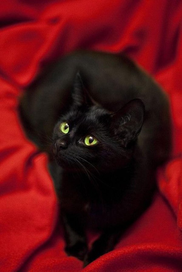 Черная кошка