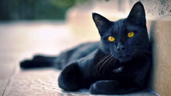 Черная кошка