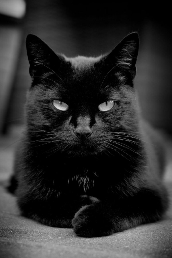 Черная кошка