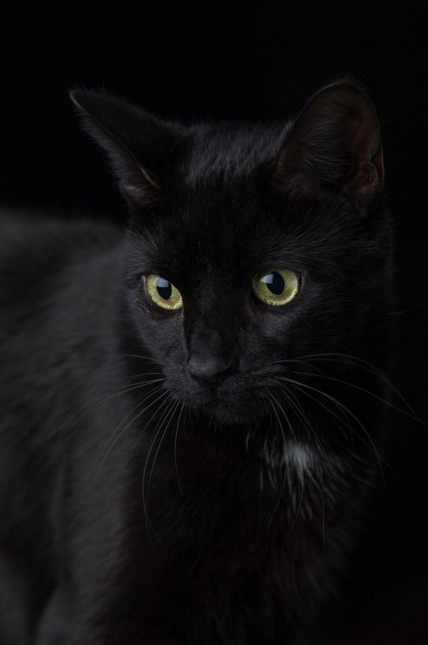 Черная кошка