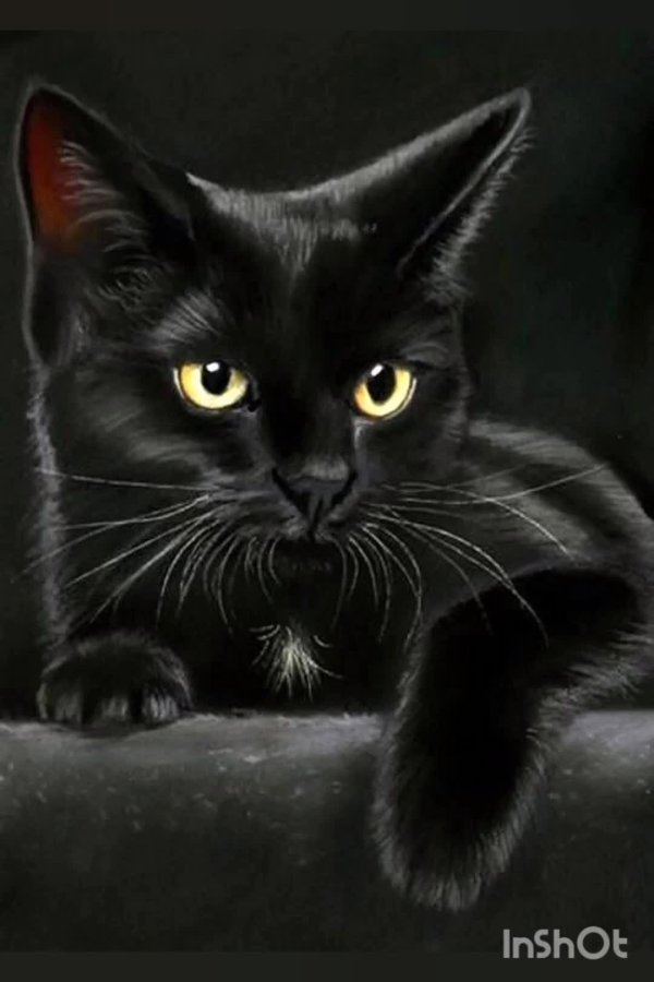 Черная кошка