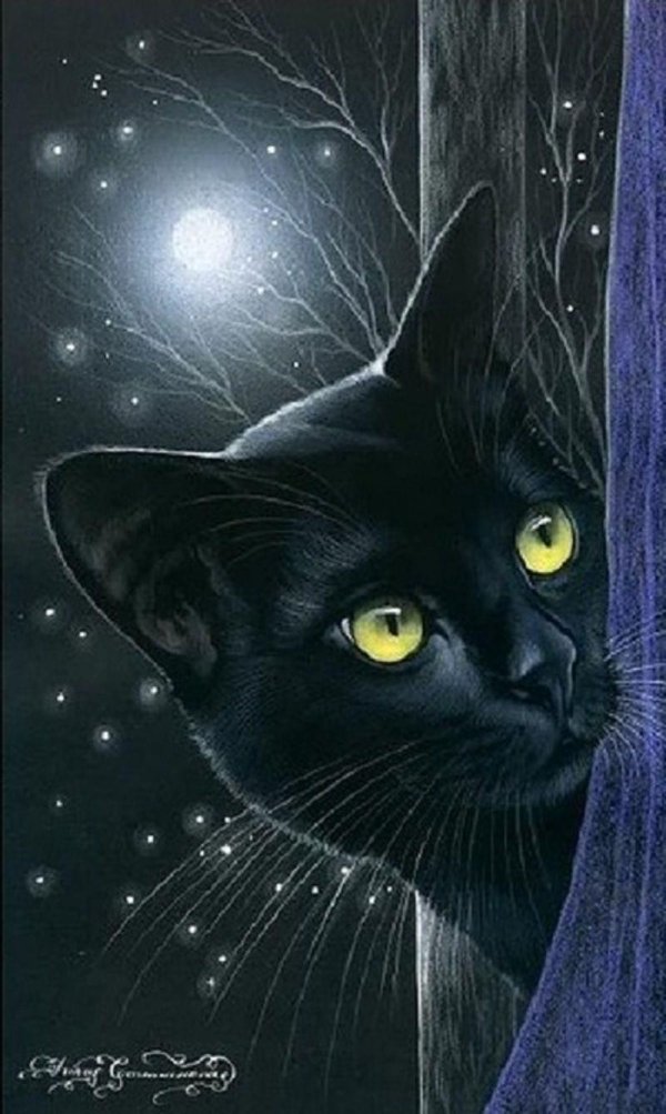 Черная кошка