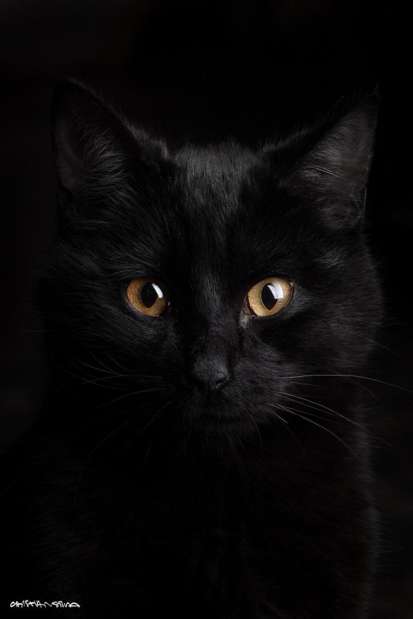 Черная кошка