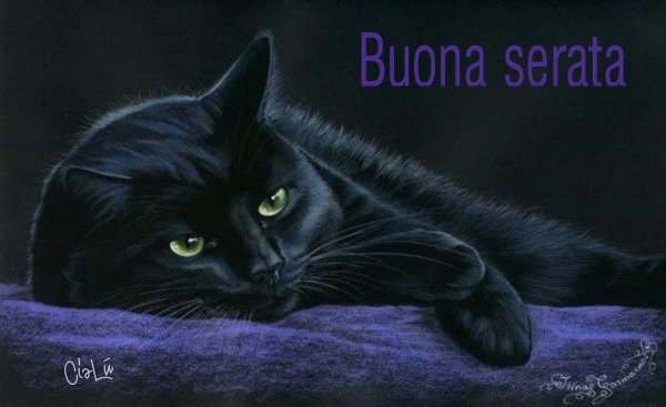 Черная кошка