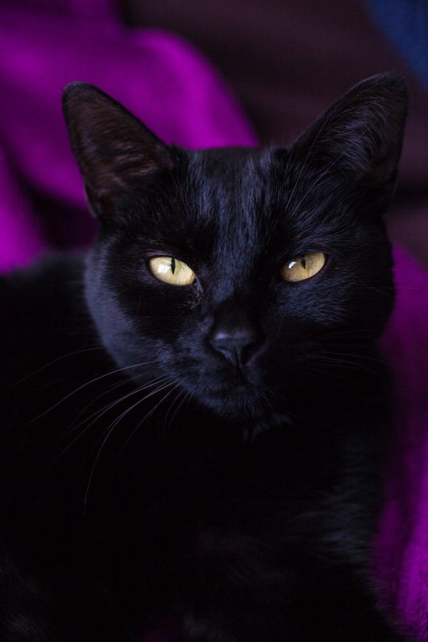 Черная кошка