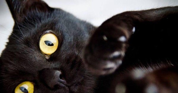 Черная кошка