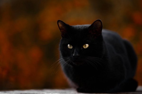 Черная кошка