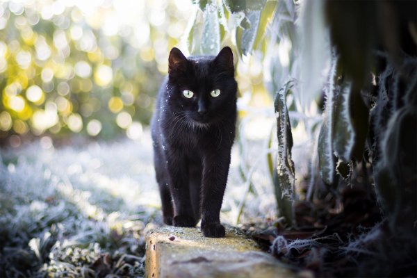 Черная кошка