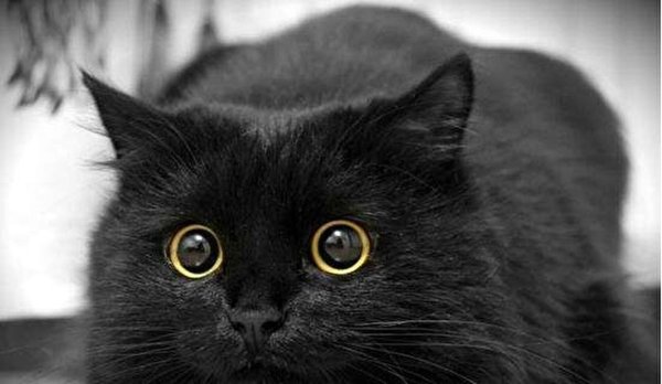 Черная кошка